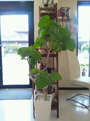 函館・アートレス